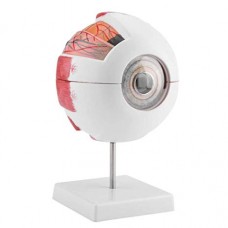 Eye Model, 6x Life Size